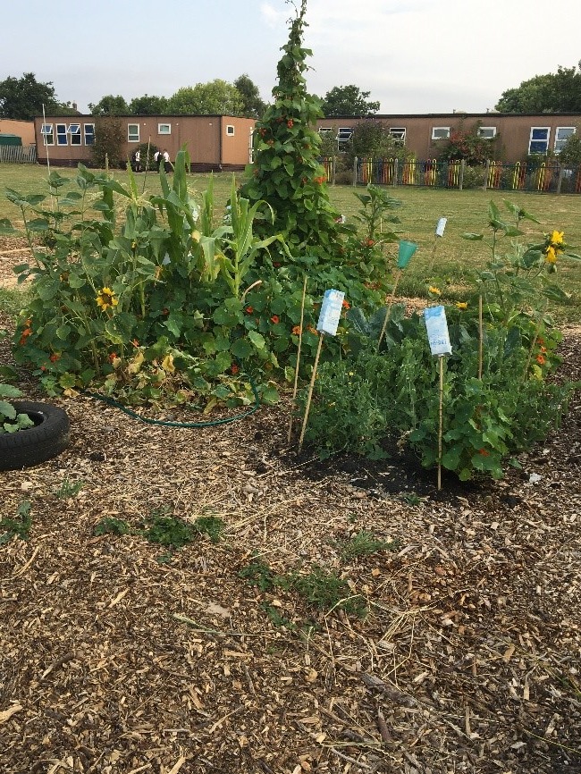Holbrook Primary School Garden 2022