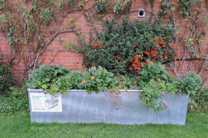A planter at Great Bedwyn Village Hall, part of the wider rainscape
